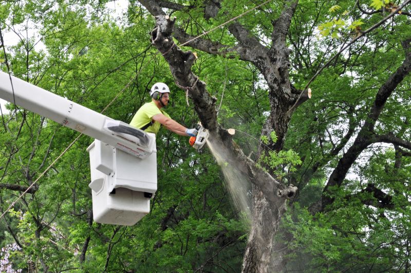 Cherry Tree Removal