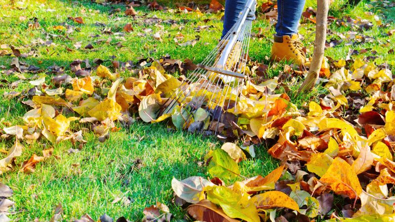 Leaf Raking