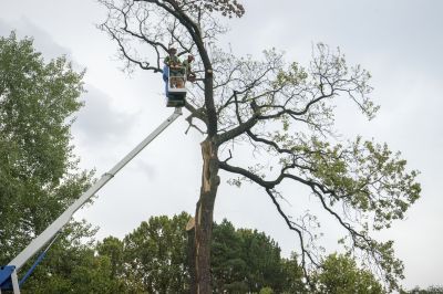 Small Tree Removal