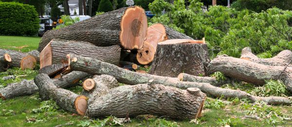 Large Tree Removal in Brookfield
