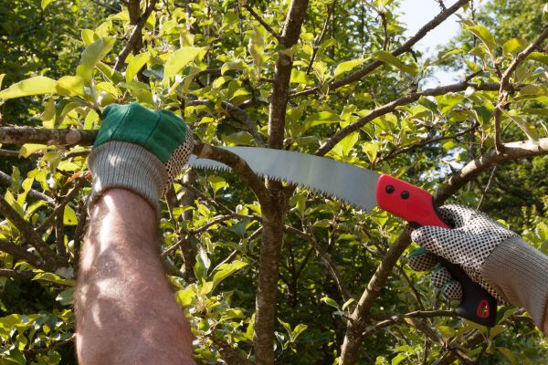Small Tree Removal in Brookfield