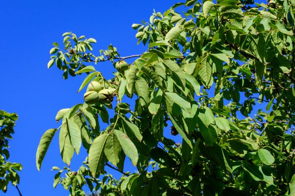 Walnut Tree Removal in Brookfield