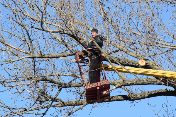 Emergency Tree Trimming