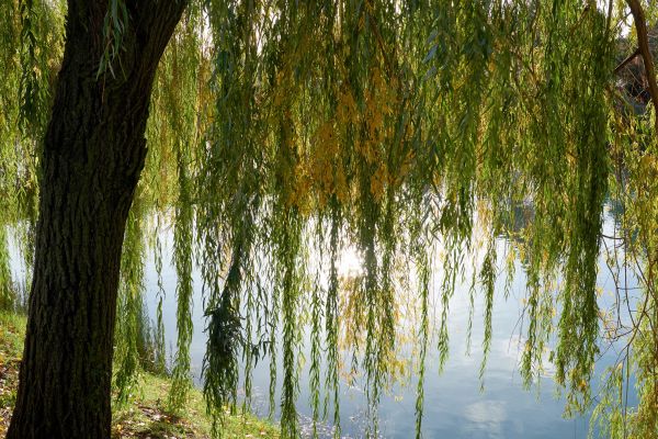Willow Tree Removal in Brookfield