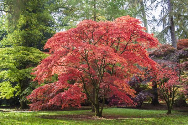 Maple Tree Removal in Brookfield