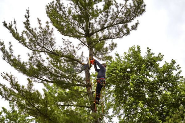 Pine Tree Removal in Brookfield