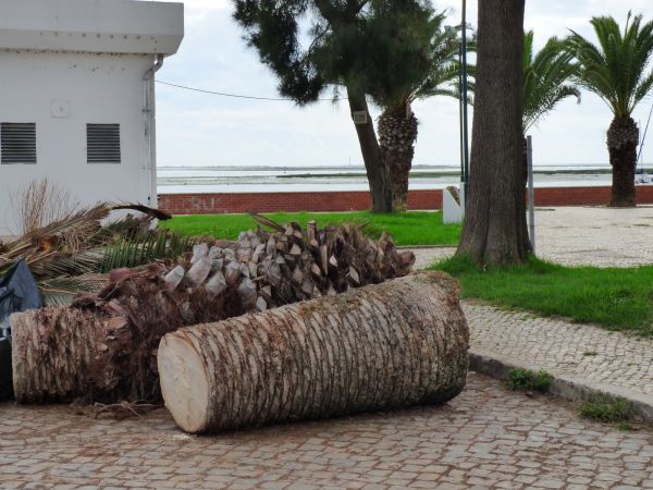 Palm Trees Removal in Brookfield