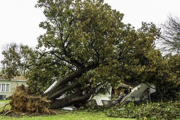 Fallen Tree Removal in Brookfield